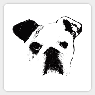 English Bulldog Face Design - A Bulldog Christmas Gift Sticker